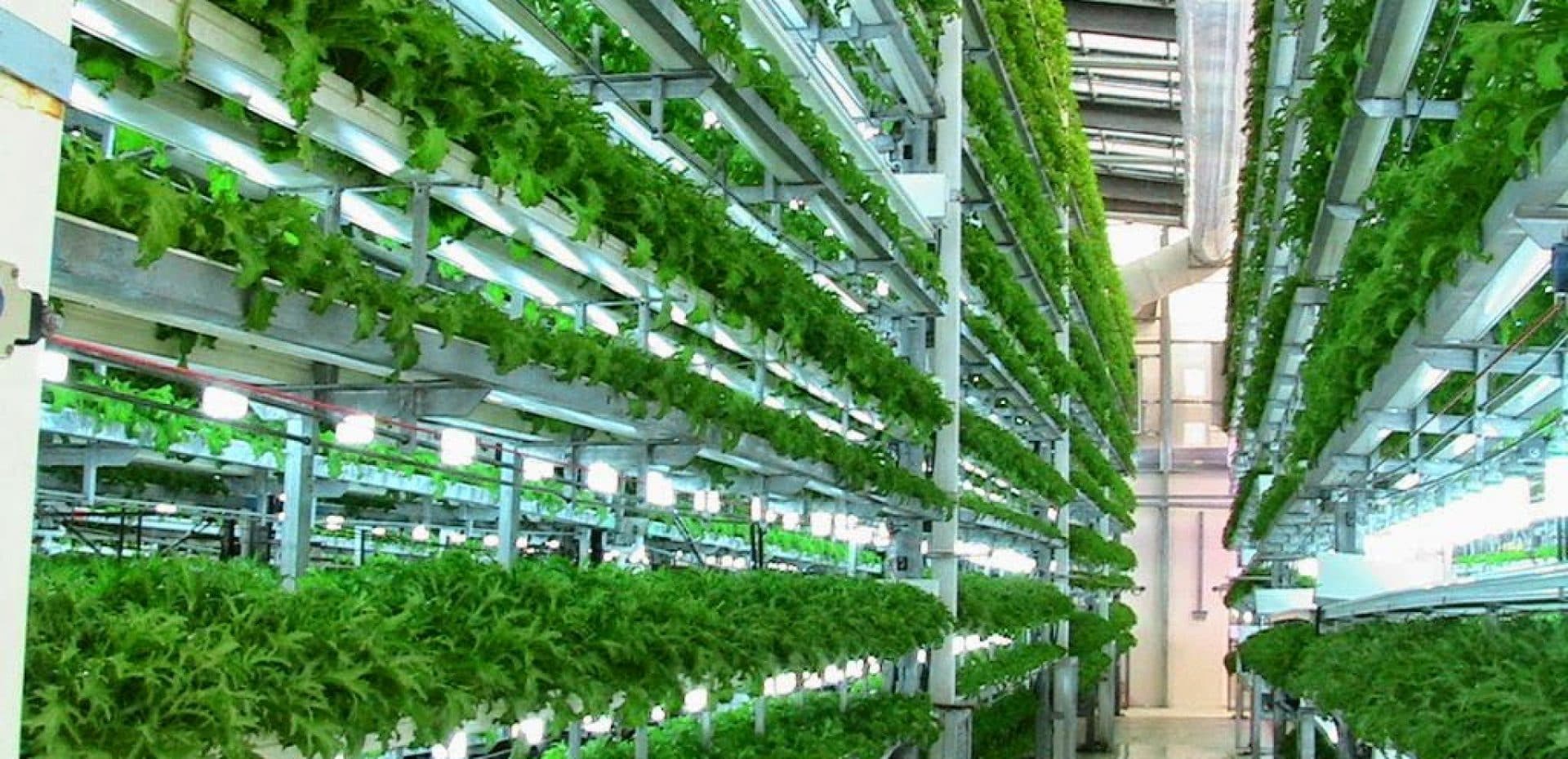 اولین مزرعه عمودی لوکس دبی؛ تجربهای تازه از «از مزرعه تا بشقاب در ۱۰ دقیقه»